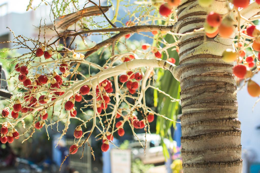 Areca Homestay Hoi An Esterno foto